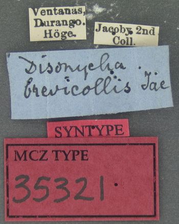 Media type: image; Entomology 35321   Aspect: labels